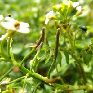 Photographie n°224429 du taxon Nasturtium officinale R.Br. [1812]