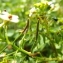  Florent Beck - Nasturtium officinale R.Br. [1812]