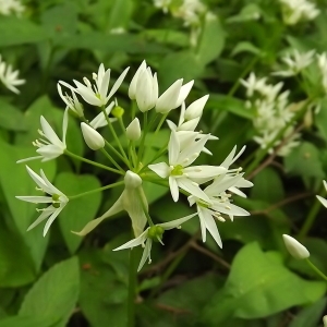 Photographie n°224483 du taxon Allium ursinum L. [1753]