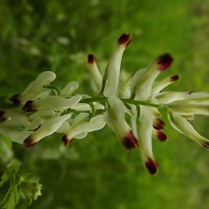 Photographie n°224494 du taxon Fumaria capreolata Parl. [1844]