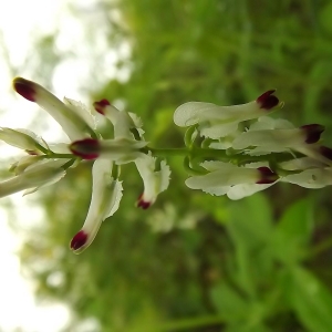 Photographie n°224495 du taxon Fumaria capreolata Parl. [1844]