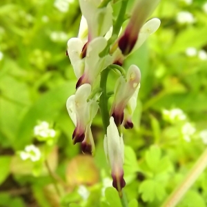 Fumaria capreolata subsp. loiseleuri proles bastardii (Boreau) Bonnier (Fumeterre de Bastard)