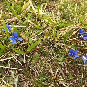 Photographie n°224518 du taxon Gentiana verna subsp. verna