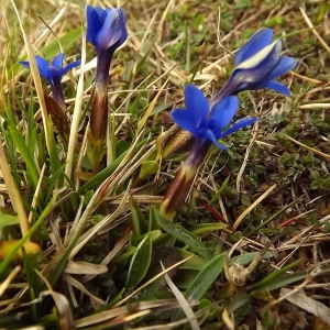 Photographie n°224519 du taxon Gentiana verna subsp. verna