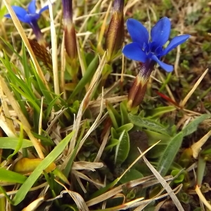 Photographie n°224520 du taxon Gentiana verna subsp. verna