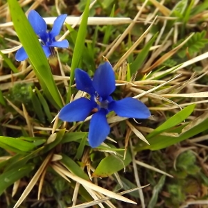 Photographie n°224521 du taxon Gentiana verna subsp. verna