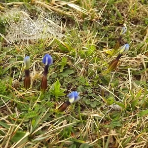 Photographie n°224522 du taxon Gentiana verna subsp. verna