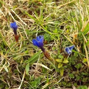 Photographie n°224523 du taxon Gentiana verna subsp. verna