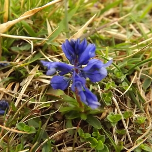 Photographie n°224524 du taxon Gentiana verna subsp. verna