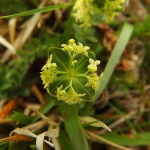 Photographie n°224541 du taxon Cruciata glabra (L.) Ehrend. [1958]