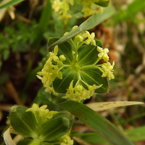 Cruciata glabra (L.) Ehrend. (Croisette de printemps)