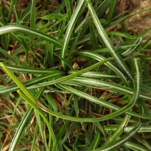 Photographie n°224545 du taxon Crocus nudiflorus Sm. [1798]