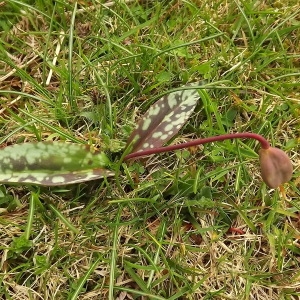 Photographie n°224559 du taxon Erythronium dens-canis L.