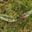  Florent Beck - Erythronium dens-canis L.