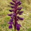  Florent Beck - Orchis mascula (L.) L. [1755]