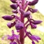  Florent Beck - Orchis mascula (L.) L. [1755]