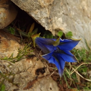 Photographie n°224581 du taxon Gentiana acaulis L. [1753]