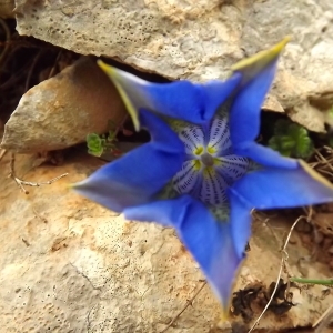 Photographie n°224584 du taxon Gentiana acaulis L. [1753]