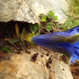 Photographie n°224586 du taxon Gentiana acaulis L. [1753]