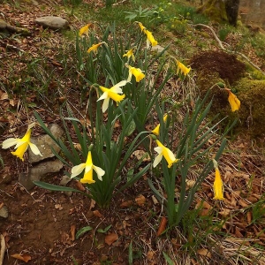 Photographie n°224613 du taxon Narcissus pseudonarcissus L. [1753]