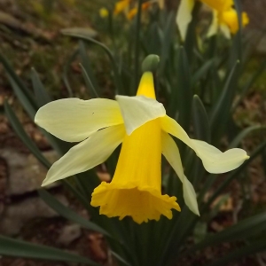 Narcissus pseudonarcissus L. (Narcisse jaune)