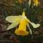  Florent Beck - Narcissus pseudonarcissus L. [1753]