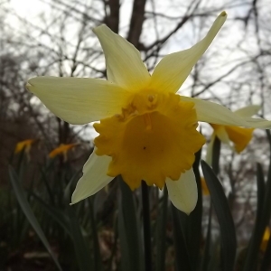 Photographie n°224617 du taxon Narcissus pseudonarcissus L. [1753]