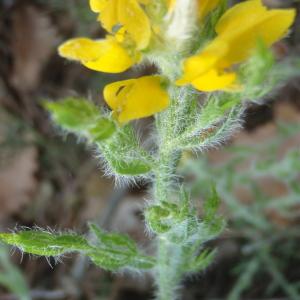 Photographie n°224646 du taxon Genista hispanica L. [1753]