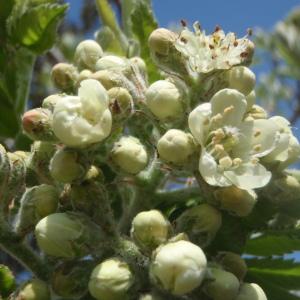 Photographie n°224664 du taxon Sorbus domestica L. [1753]