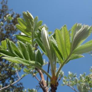 Photographie n°224665 du taxon Sorbus domestica L. [1753]