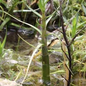 Photographie n°224676 du taxon Mentha cervina L. [1753]