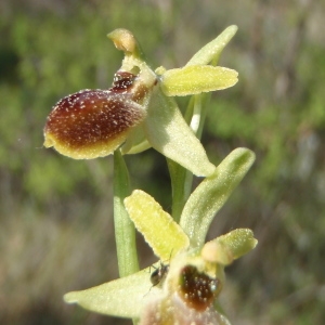 Photographie n°224689 du taxon Ophrys virescens Philippe [1859]