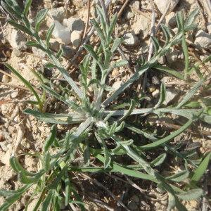 Photographie n°224713 du taxon Centaurea paniculata L. [1753]