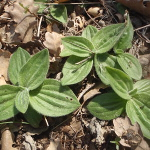 Photographie n°224719 du taxon Plantago media L.