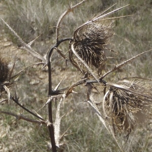 Photographie n°224737 du taxon Cirsium ferox (L.) DC. [1805]