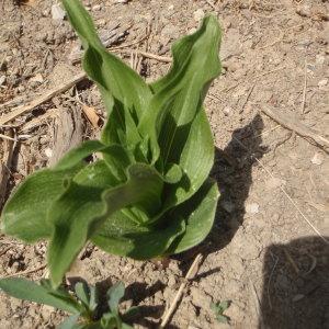 Photographie n°224740 du taxon Epipactis helleborine subsp. tremolsii (Pau) E.Klein [1979]