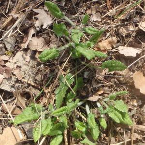 Photographie n°224748 du taxon Betonica officinalis L. [1753]