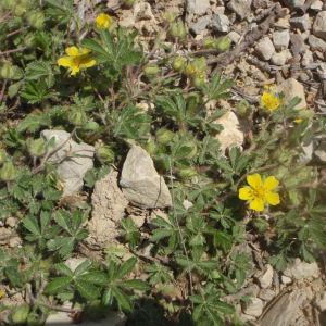 Photographie n°224749 du taxon Potentilla tabernaemontani Asch. [1891]