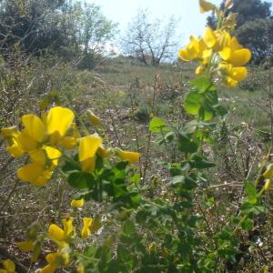 Photographie n°224754 du taxon Cytisus sessilifolius L. [1753]