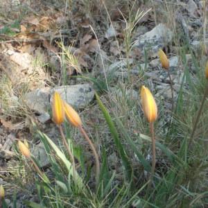 Photographie n°224757 du taxon Tulipa sylvestris subsp. australis (Link) Pamp. [1914]