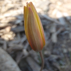 Photographie n°224759 du taxon Tulipa sylvestris subsp. australis (Link) Pamp. [1914]