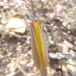 Photographie n°224761 du taxon Tulipa sylvestris subsp. australis (Link) Pamp. [1914]