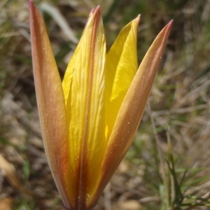 Photographie n°224762 du taxon Tulipa sylvestris subsp. australis (Link) Pamp. [1914]