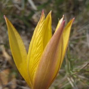Photographie n°224763 du taxon Tulipa sylvestris subsp. australis (Link) Pamp. [1914]