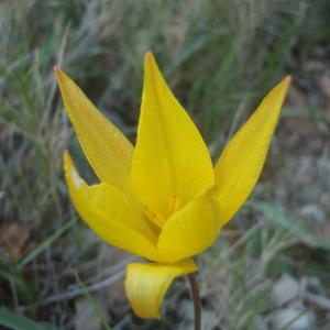 Photographie n°224765 du taxon Tulipa sylvestris subsp. australis (Link) Pamp. [1914]