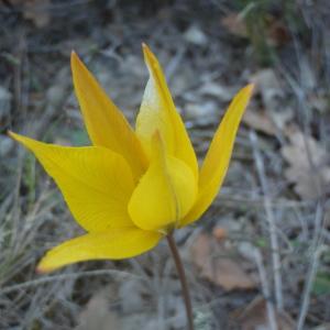 Photographie n°224766 du taxon Tulipa sylvestris subsp. australis (Link) Pamp. [1914]