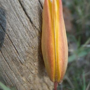 Photographie n°224767 du taxon Tulipa sylvestris subsp. australis (Link) Pamp. [1914]