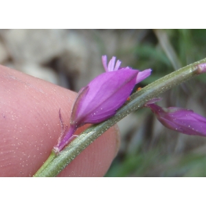 Polygala gariodiana Jord. & Fourr. ex Verl. (Polygala à toupet)