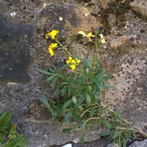 Photographie n°224781 du taxon Erysimum cheiri (L.) Crantz [1769]