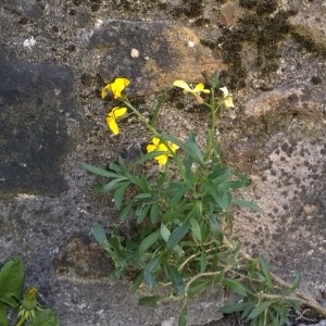 Photographie n°224784 du taxon Erysimum cheiri (L.) Crantz [1769]